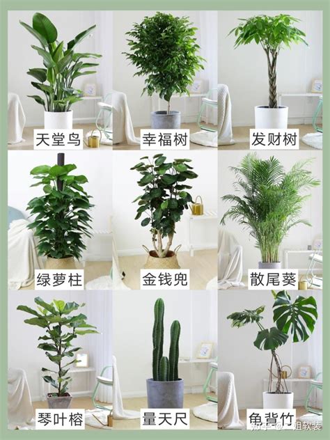 家里放什么植物好|室内适合养的18种植物：耐阴、美观是基础，净化空气。